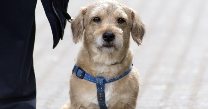 Hund rennt auf Menschen zu und bellt — der gefährlichste Fall