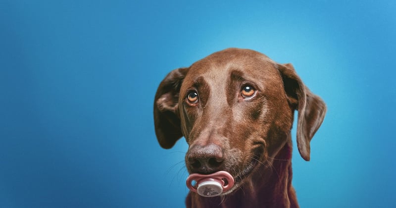 Hund pinkelt viel: Ursachen erkennen und richtig handeln