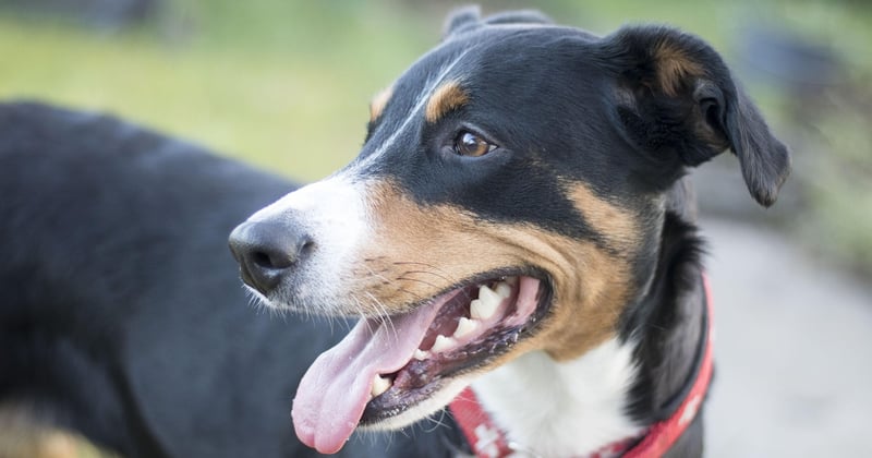 Hund bellt alles an? 7 Gründe und was du sofort tun kannst