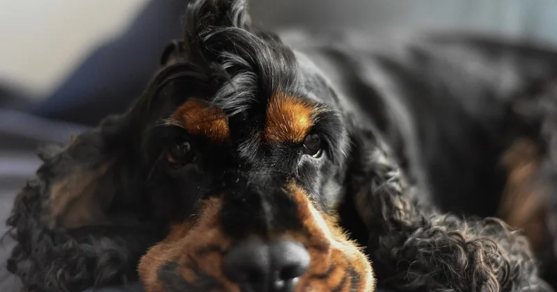 Hund bellt bei jedem Geräusch: Der Fall in der Wohnung