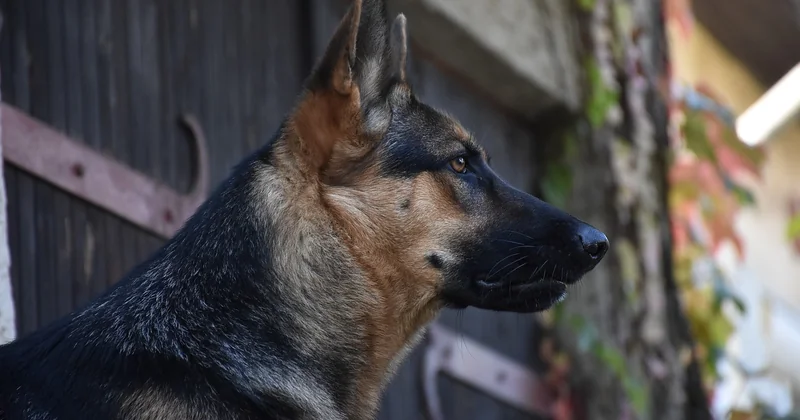 Hund trinkt viel und pinkelt viel: das hängt zusammen